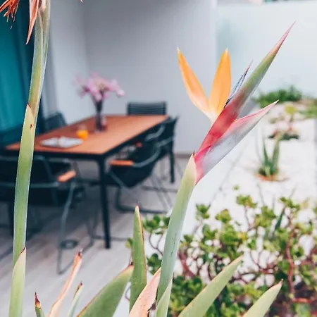 Elephant By Wanderlust Madeira - 2br With Terrace, Side Sea View And Pool Access *